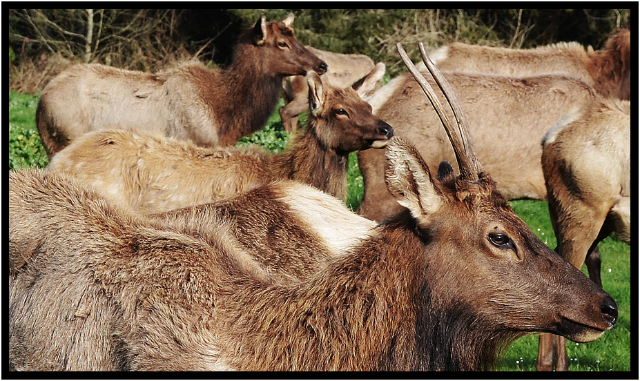 roosevelt elk